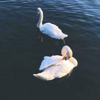 真人斗牛牛手机app下载