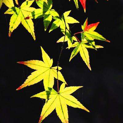 半岛·体育官网下载截图